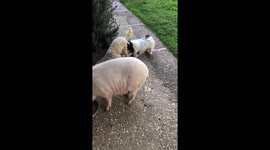 Duck and dogs best friends