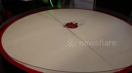 In remote Australia they race crabs at the bar for fun! In Broome in far north Western Australia, the weekly enterainment in this remote city is to gather at the Divers Tavern and race crabs all night!