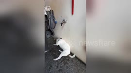 Newsflare Edit - Jack Russell Shower?