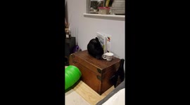 Bella the rabbit vs the Marlon Bundo book