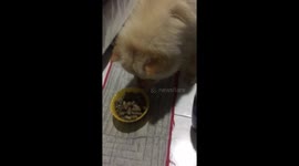 Poop? Let me cover/clean this! 