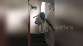 Newsflare Edit - Lazy #mainecoon Bentley https://t.co/uCDB7ZLwNg