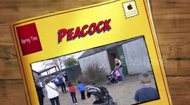 Blue Peacock getting Frisky at Easter time