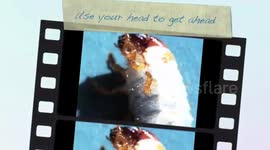 Melolontha melolontha grub