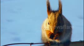 Robber Squirrel at bird feeder