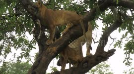 Lion family's uncomfortable experience getting out of tree