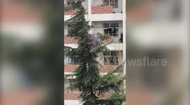 Crafty magpie steals coat hangers from balcony to build metal nest
