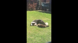 Dog showing cat how to roll over