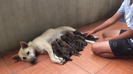 Brothers share a heartwarming moment watching newborn puppies feeding at a homestay in Vietnam