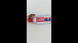 A Vietnamese bug is filmed clearly exploring a tube of toothpaste and grooming itself