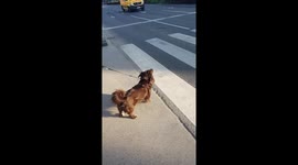 The hootin' and tootin' pupper