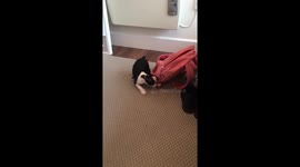 Boston terrier puppy is scared of her reflection