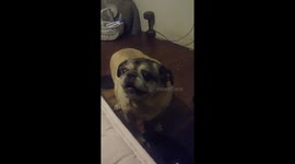 My talking Pug
