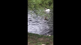 Swan breaks up fight between scrapping ducks at Kew gardens