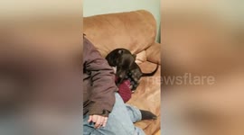 Newsflare Edit - Which dog ate my shoe?