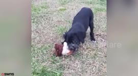 Abandoned pup who was discovered with his mouth sealed shut finds forever home