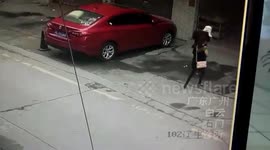 Dog dropping from residential building hits woman