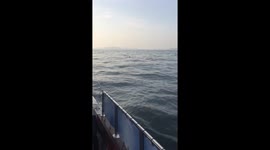 Two basking sharks in Cornwall!!