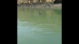 Cheeky little fellow came up and nibbled my paddle! #wildlife #cornwall #canoeing https://t.co/df1xPiFBZH