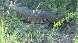 Water Monitor Lizard seeks out a nesting site