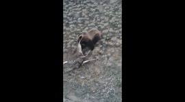 GRIZZLY BEAR EATS DEER FETUS