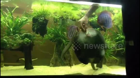 Petting my stingray, electric eel and the rest of the fishes in my aquarium