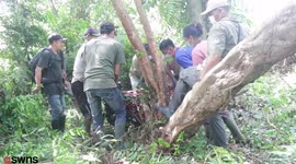 Baby orangutan saved from danger