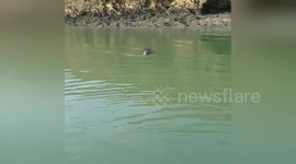 Newsflare Edit - Cheeky little fellow came up and nibbled my paddle! #wildlife #cornwall #canoeing https://t.co/df1xPiFBZH
