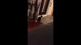 Confused cat, chihuahuas happy time