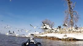 American white pelicans roost on a tiny island in the southern end of Wisconsin's Green Bay, which is part of Lake Michigan.