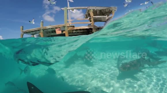 Watch a shark take a bite of a GoPro in the Bahamas