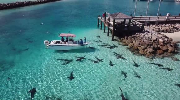 Drone footage shows sharks circling fishing boat in Bahamas