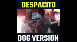 Despacito Dog Version