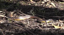 Australian Tiger Snake sunning itself after swimming, then moving off