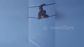 Orangutang defecates on visitors to Washington, D.C. zoo