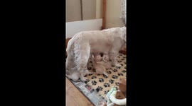 Puppies feeding from mummy holding on tight