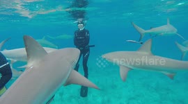 People snorkeling with sharks with food being thrown in the water