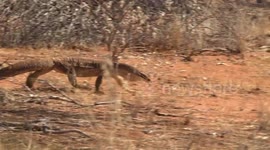 Argus or Yellow-spotted Monitor walking Murchison Region, Western Australia