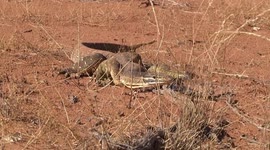 Yellow-spotted Monitor (or Bungarra) wary, watching, not moving