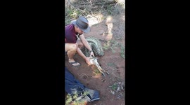 Massive Python regurgitating an antelope