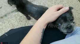 Pooch with one eye that was 