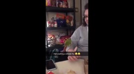 Pineapple green cheek conure eating a fry!