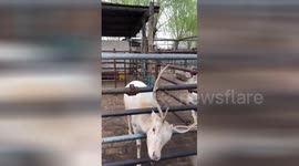 北京：聪明的梅花鹿