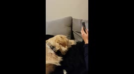 Dog want attention