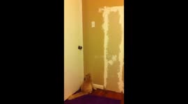 Cat makes epic jump to turn off light switch