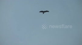 Eagles above Delhi, India