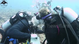 Underwater Marriage Proposal in the Maldives with Photobombers!