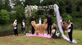 无锡  两只羊驼举行婚礼