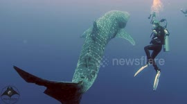 Magical moment divers meets juvenile whale shark
