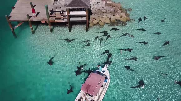 Drone footage shows sharks circling fishing boat in the Bahamas